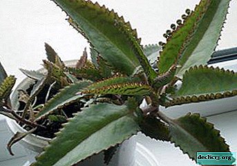 "Surgeon without a knife" or the healing properties of Kalanchoe