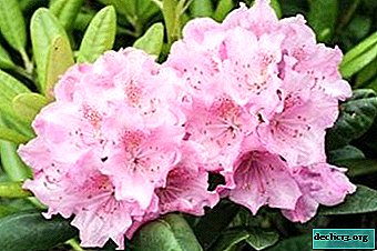 Want a beautiful garden in any weather? Plant the Hague Rhododendron