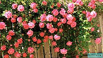 Want to plant a curly rose? Read the article on plant varieties, flowering, propagation, care and disease - Garden plants