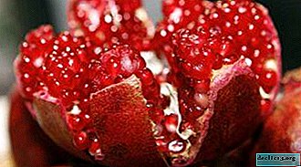 Want to cut pomegranate? Methods on how to do it correctly, quickly and beautifully, as well as tips on applying crusts - Garden plants