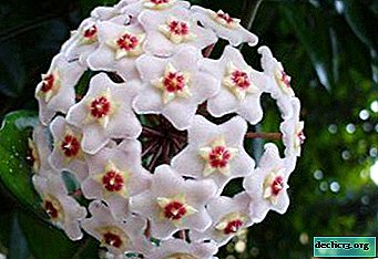 Want to know how the hoya blooms and understand why it does not bloom?