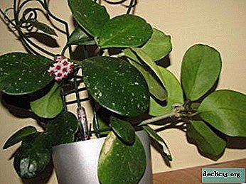 Praktični nasveti za gojenje in nego tropske lepotice Hoya Obovata