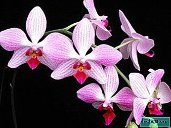 Orchidée thaïlandaise de beauté étrangère - photos, sélection de plantes et secrets de soin