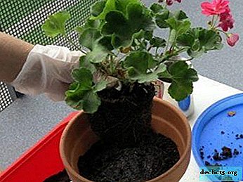 Instruktioner om, hvordan man plantes pelargonium ind i en anden gryde, og hvordan man dyrker det fra stiklinger