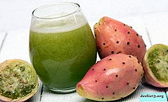 Instructions for obtaining cactus juice. Useful properties of the drink and indications for use