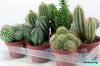 Instructions for creating a mini greenhouse at home. How to grow and care for cacti mix?