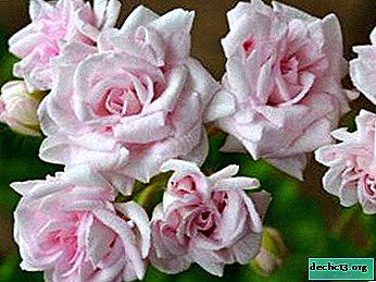 Instrucciones para el cuidado y reproducción de Pelargonium Rococo. Foto de la flor