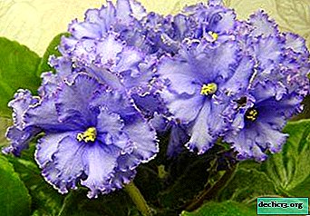 Violetinių veislių mėlynojo rūko auginimo instrukcijos: gėlės aprašymas ir nuotrauka