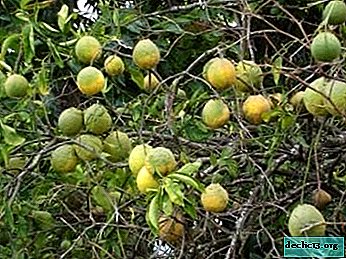 الليمون هل هو فاكهة أو خضروات أو توت حيث توجد النبتة في الطبيعة وكيف تبدو الشجرة في الصورة وأيض ا كيف تعتني بالشجيرة في قدر في ظروف الغرفة حديقة النباتات