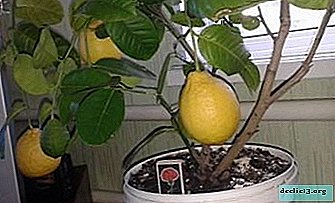 Interessante fakta om vild og indendørs citron. Hjem voksende tip
