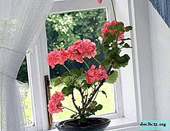 Interesting facts about geraniums: the benefits and harms of this plant in the house - Home plants