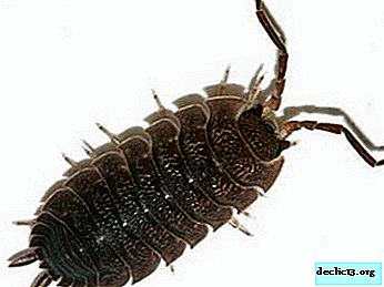 Interesting facts about wood lice: lifestyle and species of these crustaceans