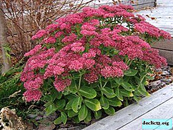 Interesting facts about the popular and medicinal garden plant stonecrop