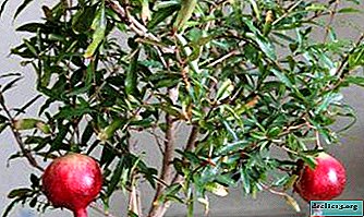 Interesting facts about how pomegranate grows in nature and at home