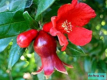 Interesting features: how the pomegranate blooms, as well as the rules of care and problems when growing