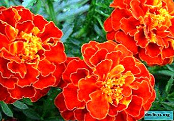 We are looking for the answer to the question - are saffron and marigold different flowers?