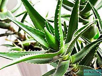 We are looking for the causes of problems with aloe leaves, we learn the features of caring for the healing succulent