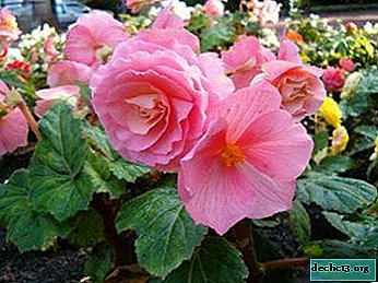 Looking for what kind of flowers to plant in the garden? Check out the photo of tuber begonia and learn how to care for it