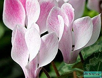 Using cyclamen for sinusitis - pharmacy drops and home recipes