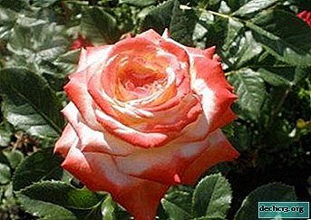 The true queen of flowers is the Empress Farah rose. Description and photos of the plant, tips on reproduction and care - Garden plants