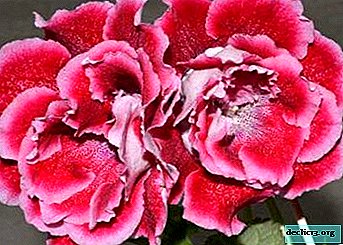 تاريخ gloxinia من كراسنويارسك: الصور ، والفروق الدقيقة تربية ونصائح مفيدة لرعاية الزهور