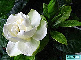 Refined and demanding gardenia: home care rules