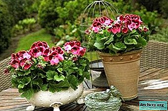 Exquisite royal geranium - what kind of care does it need at home? - Home plants