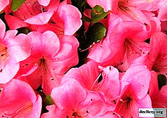 Exquisita belleza magnífica azalea rosa - descripción, foto, matices de cuidado