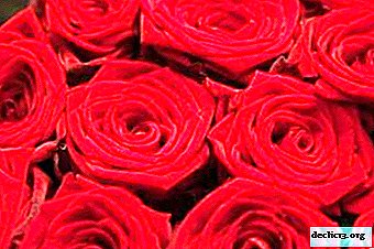 Udsøgt rose Red Naomi: beskrivelse og foto af sorten, især blomstring, pleje og andre nuancer