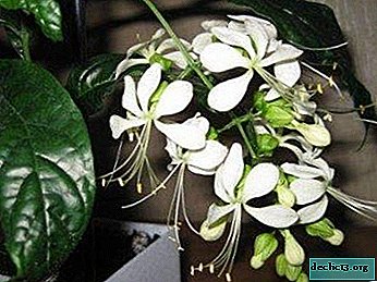 Exquisito guapo brillante clerodendrum - descripción, foto, matices de cuidar una planta de interior