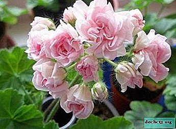 Exquisitely flowering pelargonium Milfield rose with a capricious character