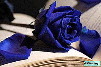 الورود الزرقاء المذهلة - الصور والأوصاف والتعليمات التفصيلية حول كيفية النمو أو الطلاء بنفسك