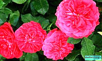 رشيقة روز الموناليزا - جميع المعلومات حول الزهرة