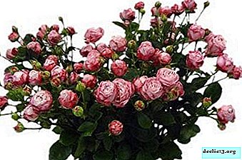 Nežne vrtnice brez trnja - Lady Bombastik. Fotografije, sortne lastnosti, odtenki nege