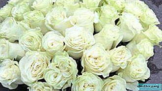 Rosas mondiales rosadas elegantes: foto y descripción de la variedad, reglas de cuidado, características de propagación y otros matices
