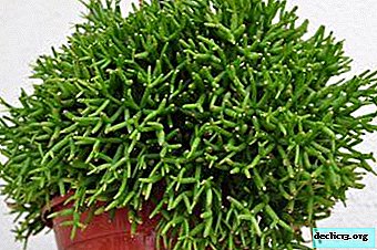 Gražus Hatoro kaktusas - namų priežiūros taisyklės, augalo nuotrauka