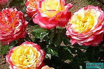 קישוט גן אלגנטי - ורד אוריינטל אקספרס: תמונות, תיאור וסודות טיפוח