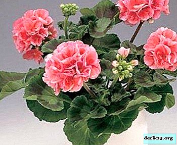 Quality care for room geraniums at home and in the garden