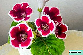 Kaiser Wilhelm y Friedrich: variedades de la increíblemente bella flor de Gloxinia: reproducción, plantación, cuidado