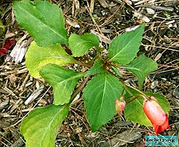 How to deal with a spider mite on balsam?