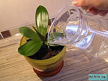 How often do I need to water orchids at home? How many times a week do you need to moisten a flower?