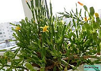 ¿Cómo florece la hatiora y por qué a veces esto no sucede? Fotos y consejos de cuidado