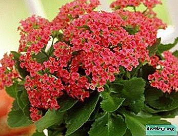 Comment obtenir une floraison abondante de Kalanchoe - recommandations pour le repiquage après l'achat et le départ à la maison