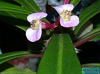 Euphorbia จะออกดอกอย่างไรและเมื่อไหร่? ลักษณะชนิดและความแตกต่างของการดูแล