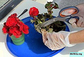 How and when do you need a begonia transplant, especially after purchase and during flowering? Home Care