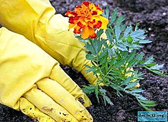 How and when to plant marigolds in open ground: during flowering, in the winter, or beautifully in a flowerbed in spring? Photo