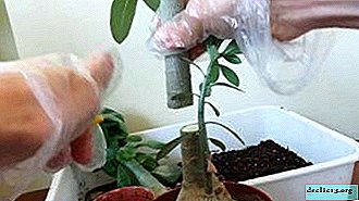 How and when at home does adenium need trimming and shaping?