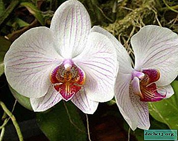 Hvordan og hvorfor bruge Fitosporin til orkideer?