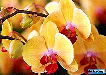 How and why is Zircon used for orchids?
