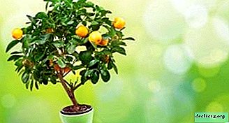 Comment faire pousser un bonsaï d'un citron à la maison? Règles de soins et difficultés possibles